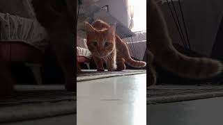 Sabahlar Olmasın 😹💅