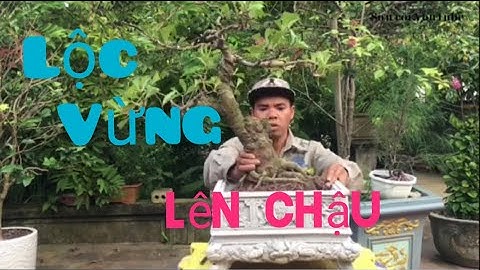 lên chậu cho cây lộc vừng