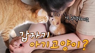 또 다시 안아키우고 업어키우게 되었던 아기고양이