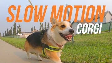 FIRST RUN WITH THE GOPRO AND CORGI | Slow Motion Corgi | Hiro the Corgi