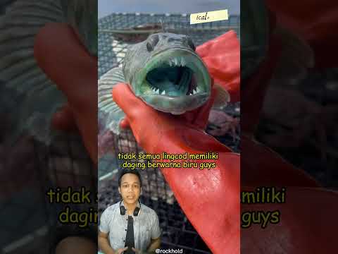 Video: Mengapa lingcod biru berwarna biru?