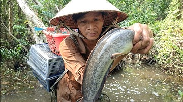 Tám Đi Thăm Lờ Trong Rừng Tràm Nước - Dính Cá Trê Lai Khủng, Cá Trê Vàng Mùa Nước Nổi @nhutvlog9 