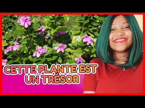 Vidéo: Pervenche Croissante Ou Catharanthus Rose