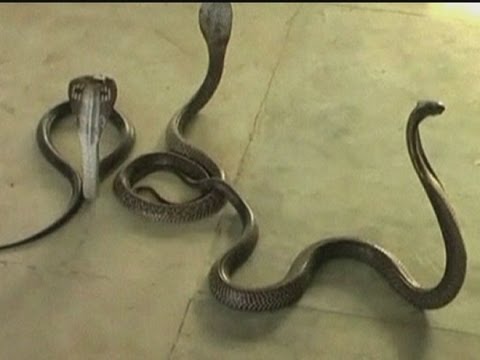 Angry man unleashes snakes in Indian tax office 