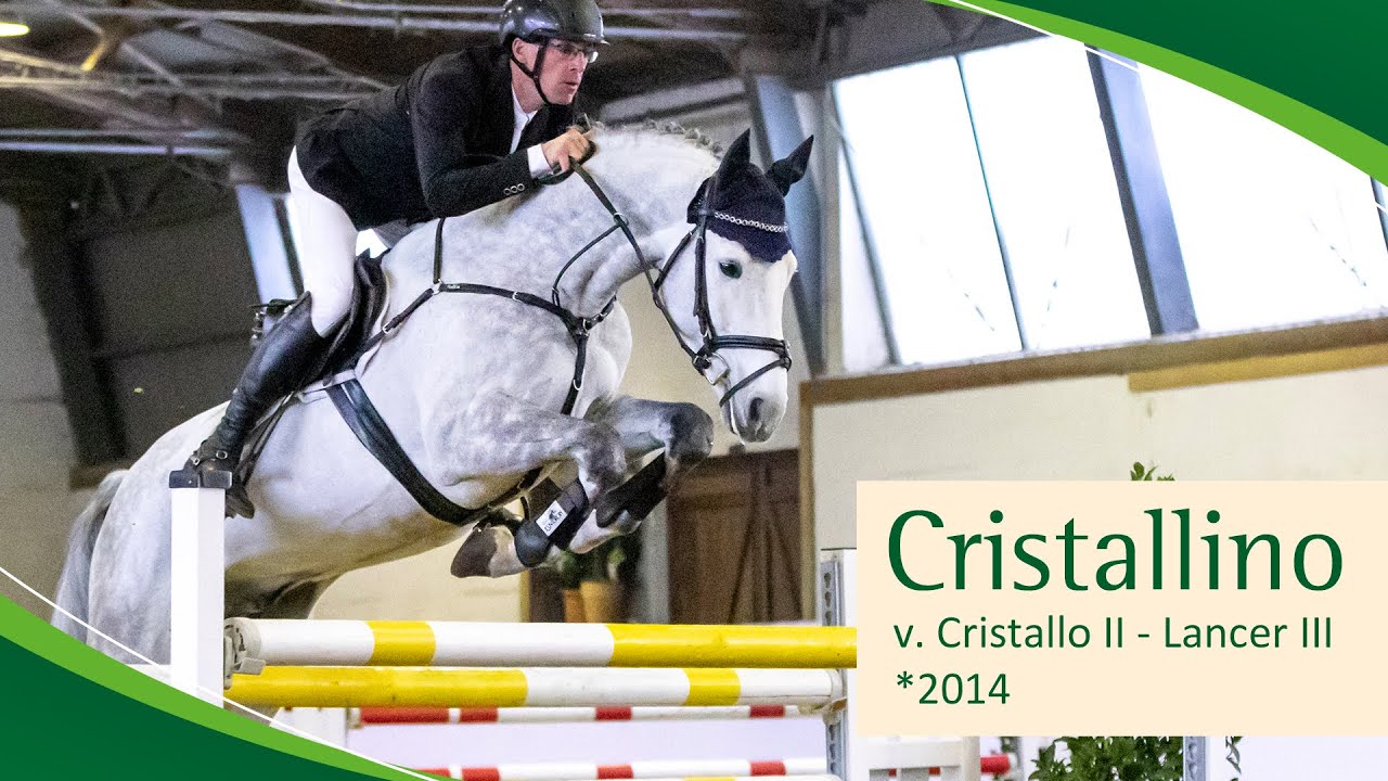 Fascia Per Sopracciglia In Pelle Per Cavallo – 5 File, Forma V, Cristallo, Per Briglia, India