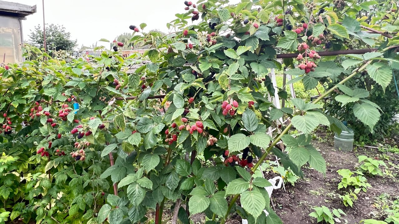PICKING BLACKBERRIES ON THE ALLOTMENT YouTube