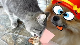 КОТ МАКС РАЗБУДИЛ В СЕБЕ ХИЩНИКА. VLOG домашние животные КОТ МАКС РАЗБУДИЛ В СЕБЕ ХИЩНИКА. VLOG домашние животные