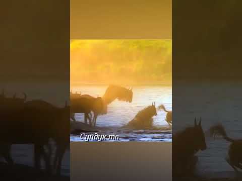 Антилопы между крокодилами и гиеновидними собаками.