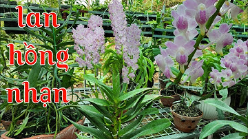 Loài lan hoa tuyệt đẹp nhưng sao rất ít người chơi, giáng hương hồng nhạn cánh mai tuyệt đẹp