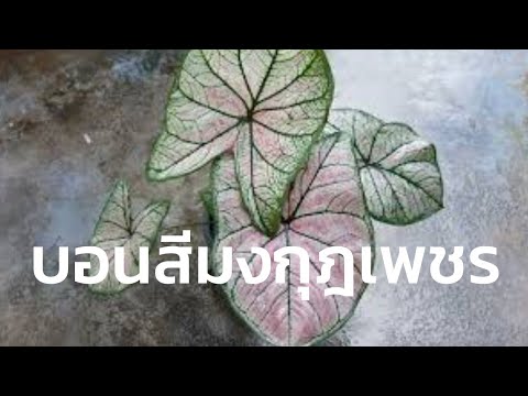 ขนมมงกุฎเพชร  Update 2022  Ep.31 #บอนสีมงกุฎเพชร ใบสีสวย สีชมพูหวานๆ ขั้นตอนการกัดสี จากใบสีเขียวๆ ค่อยๆ กัดสี จนกลายเป็นสีชมพู