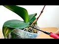 꽃이 진 후 호접란 관리 방법 phalaenopsis, orchid.