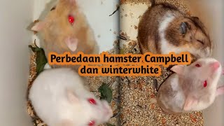 cara membedakan hamster campbell dan winterwhite |beternak hamster