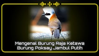 Poksay Gacor,Poksay jambul burung raja ketawa,Mengenal burung poksay jambul putih@kicau channel id