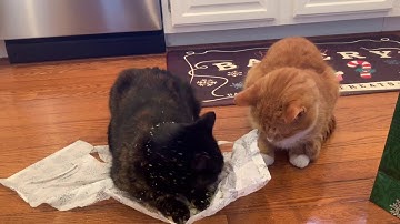 Paco & Peaches try catnip for the first time