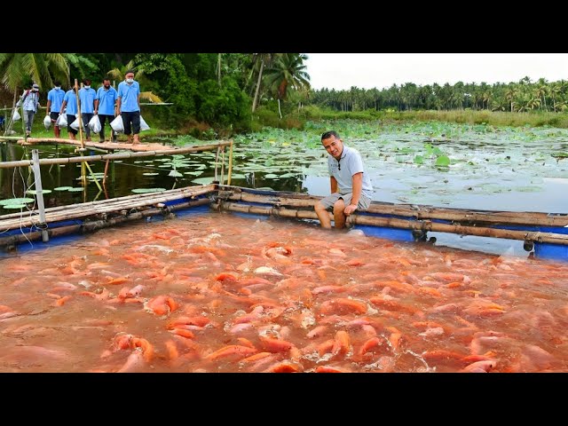 African Farm Resource Centre - Harvesting: Fish produced for consumption  should be harvested when they reach market size. In Kenya, tilapia are  ready for harvesting within six to nine months depending on