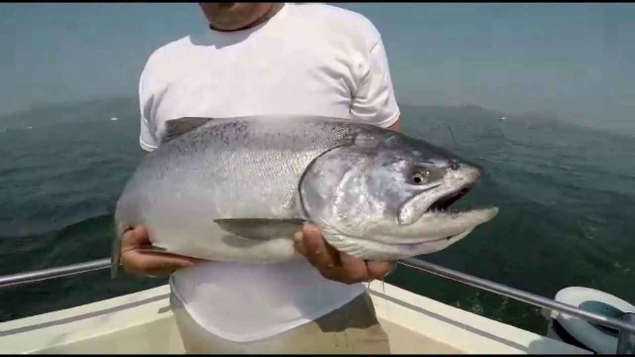CALIFORNIA OCEAN KING SALMON FISHING ON THE GATECRASHER YouTube