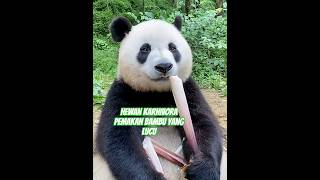 Panda Karnivora Pemakan Bambu #shorts