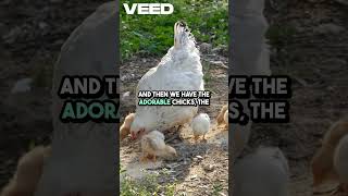 CHICKEN VS HEN EXPLAINED IN 60 SECONDS🐔🥚 #shorts