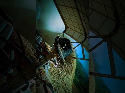 Pretty Little Baby Editing Shortvideo Capcutedit