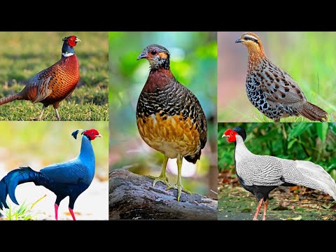 Video Những Loài chim thuộc Họ Trĩ nổi bật và đang sinh sống... - youtube