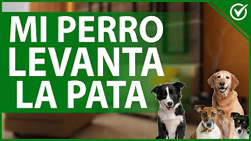 ¿Por qué mi perro levanta la pata cuando me ve?