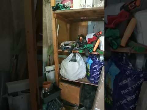 Вирощування перепілки на тирсі Quail Quaileggs перепела перепілка Coturnixquail Coturnix