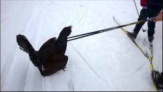 Mad Capercaillie/Tjur attacks skiing kids in Norway - Thug Life Edition