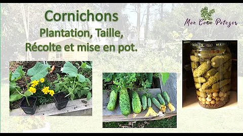 Où planter des cornichon ?