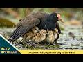 49 Days From Egg To Survivor: When The Jacana Father Bird Becomes The Safest Home For His Chicks