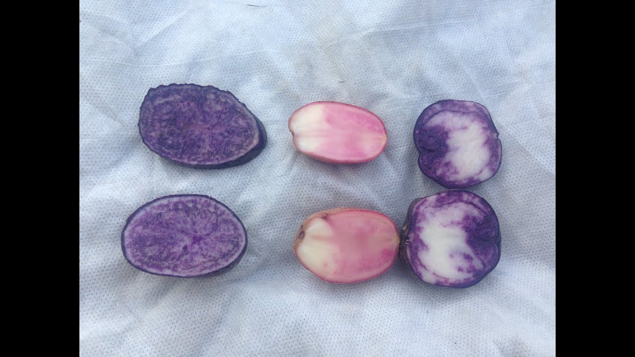 ЦВЕТНОЙ ДИЕТИЧЕСКИЙ КАРТОФЕЛЬ (ОБЗОР ПЕРЕД ПРОДАЖЕЙ)