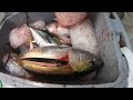Lots of yellowfin tuna trolling oregon inlet