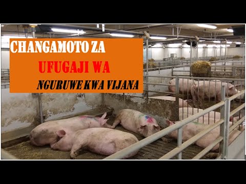 Video: Mbavu Za Nguruwe Na Chokoleti Na Tangawizi
