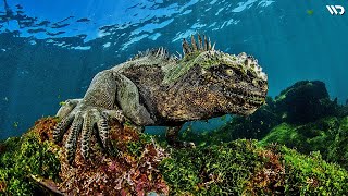 Iguana Laut: Godzilla di Dunia Nyata | Satu-Satunya Iguana Yang Bisa Menyelam