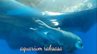 aquarium raksasa di OCEAN PARK HONGKONG
