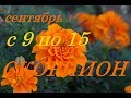 СКОРПИОНЫ. С 9 по 15 СЕНТЯБРЯ 2019 г. ПРОГНОЗ на НЕДЕЛЮ.