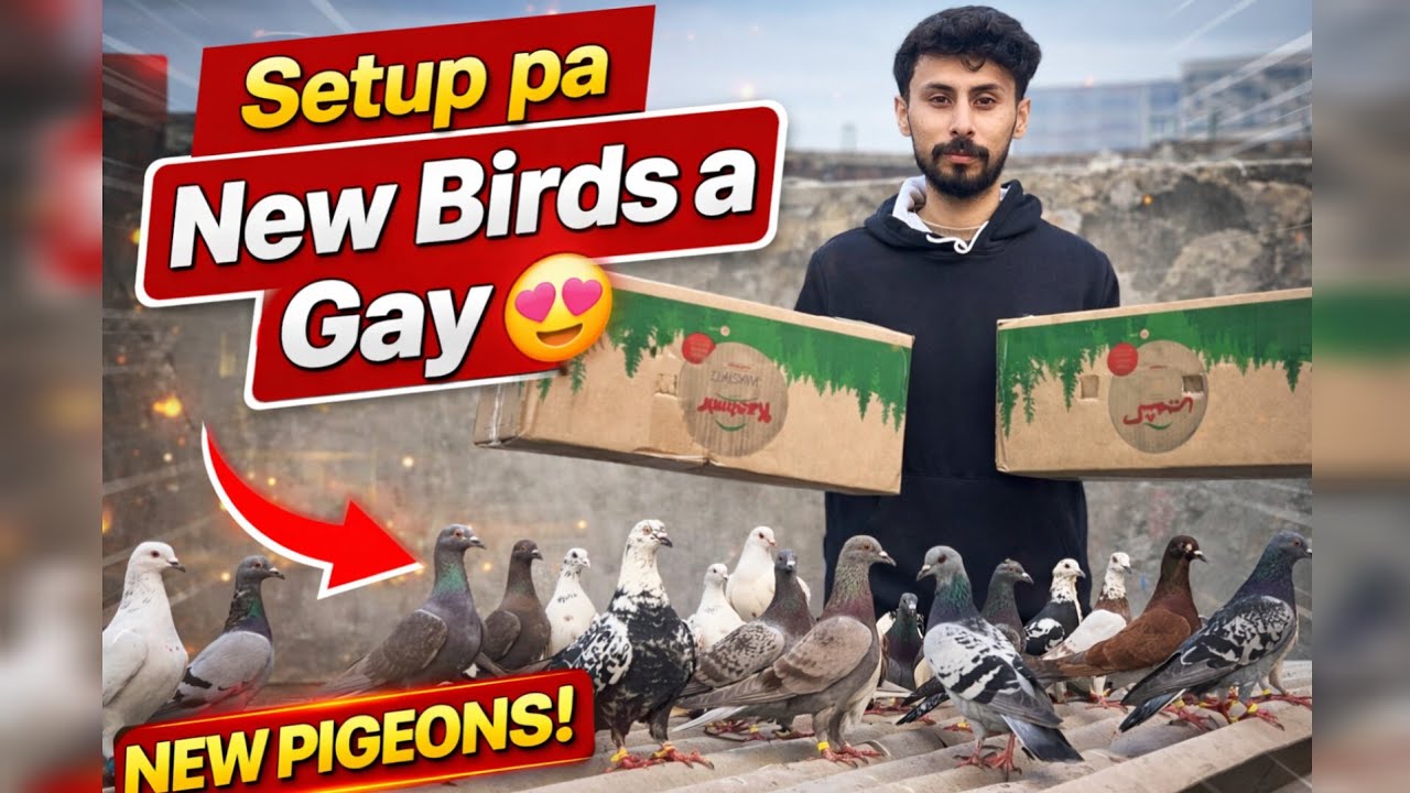 Setup Pa New Birds A Gay 😍 | New Pigeons Unboxing & Loft Update