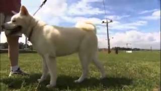 dogs 101 - Akita by DogLover 1,783 views 10 years ago 4 minutes, 9 seconds