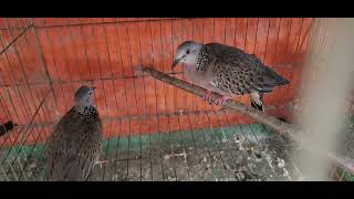 Cheap black Thai turtledoves, only 300k for a pair or more. Hurry up, zalo 0788942477