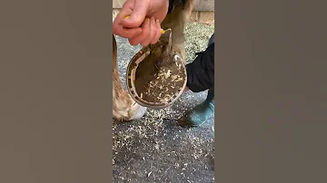 تنظيف رجل الحصان 