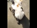 Kitten  riding a turtle.