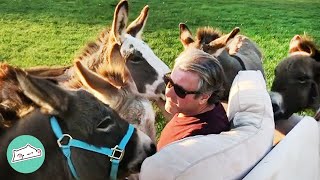 Man Charms Donkeys With Lullabies and Pop Hits. They Won't Leave Him | Cuddle Buddies