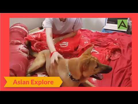 Funny Pets Videos - Amazing Girls and Cute Dog Play Together 2018 | Asian Dog Videos
