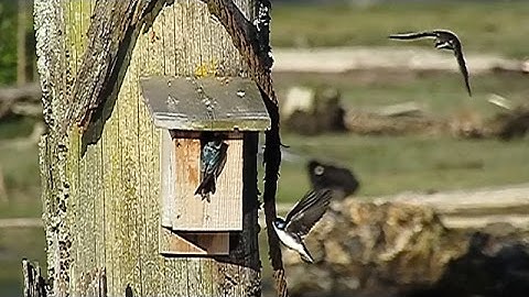 Birds in Slow Motion ~ Tree Swallows Defending Their Nest