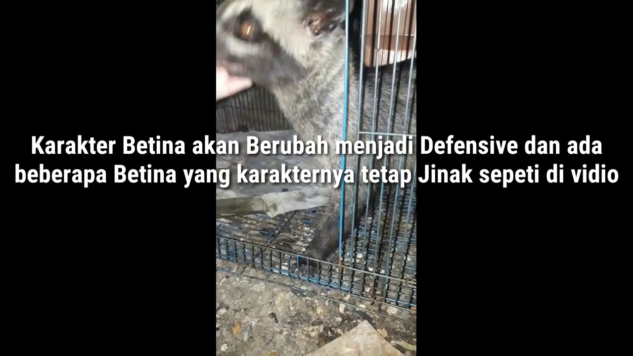 Cara mengawinkan/ternak Musang dan Ciri ciri Musang Hamil (breeding