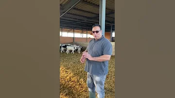 مشروع تربية العجول الصغيرة البلجيكي 
