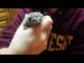 Beistle&#39;s 2 week old baby hedgehogs