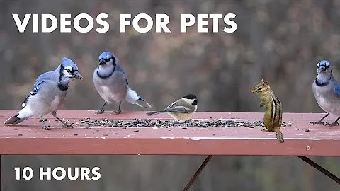 Video 3566111: canadian forest, pets, cat