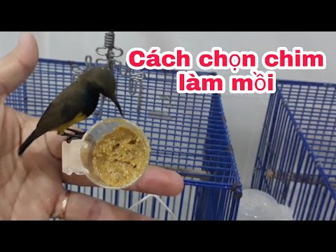 Video Chọn chim hút mật bổi theo cách của mình _ Cần Miền Tây - youtube