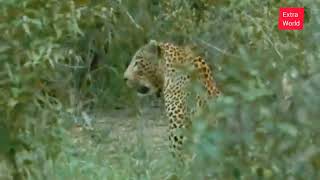 a funny story of leopard hunting but fail|| wild animals|| animals life|| Extra world jungle life