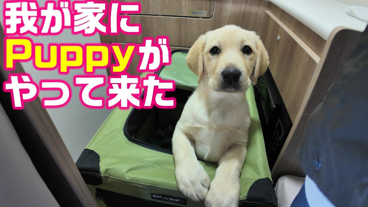 我が家にPuppyがやって来たⅡ ラブラードールのパピーを迎えました